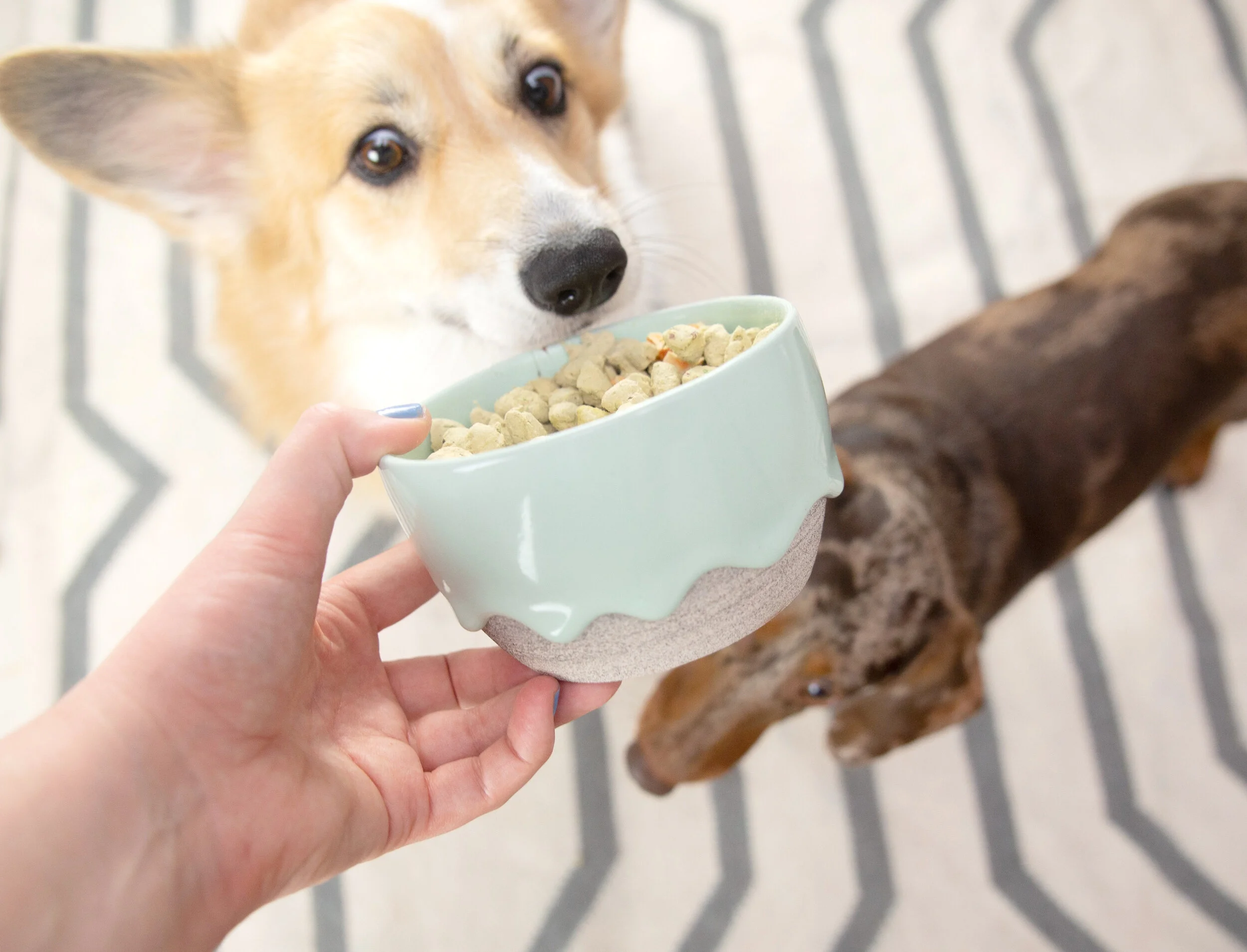 Dog food promo clearance code